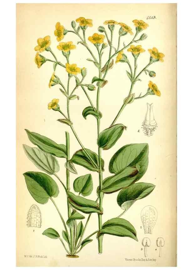 Reproducción/Reproduction 35268234741: Curtis's botanical magazine.. London ; New York [etc.] :Academic Press [etc.]