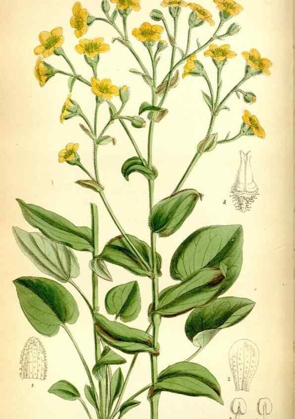 Reproducción/Reproduction 35268234741: Curtis's botanical magazine.. London ; New York [etc.] :Academic Press [etc.]