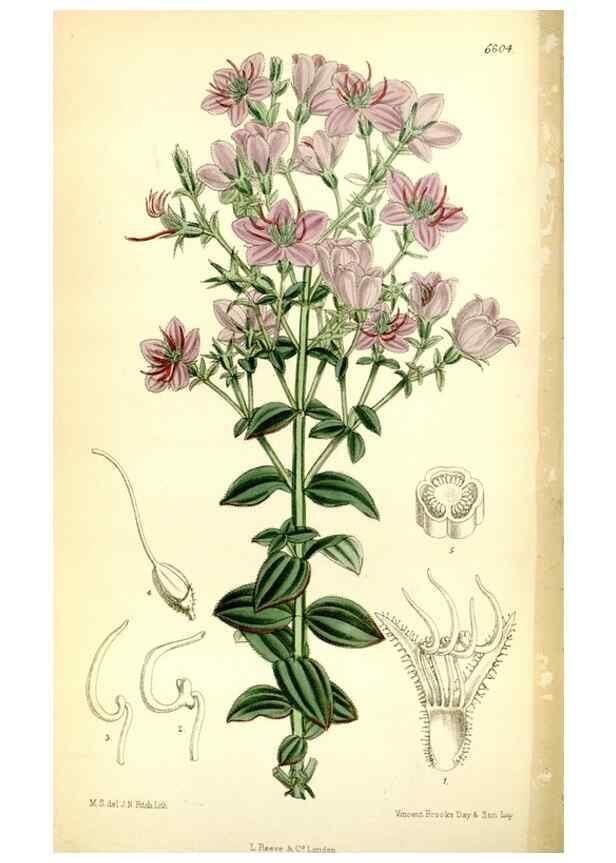 Reproducción/Reproduction 35268238281: Curtis's botanical magazine.. London ; New York [etc.] :Academic Press [etc.]