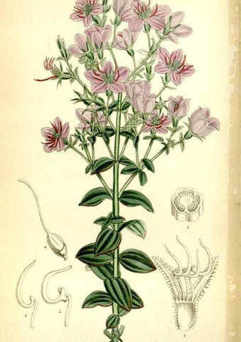 Reproducción/Reproduction 35268238281: Curtis's botanical magazine.. London ; New York [etc.] :Academic Press [etc.]