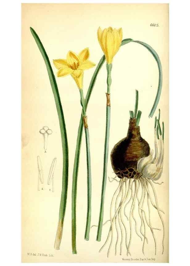 Reproducción/Reproduction 35010796220: Curtis's botanical magazine.. London ; New York [etc.] :Academic Press [etc.]