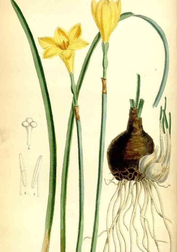 Reproducción/Reproduction 35010796220: Curtis's botanical magazine.. London ; New York [etc.] :Academic Press [etc.]