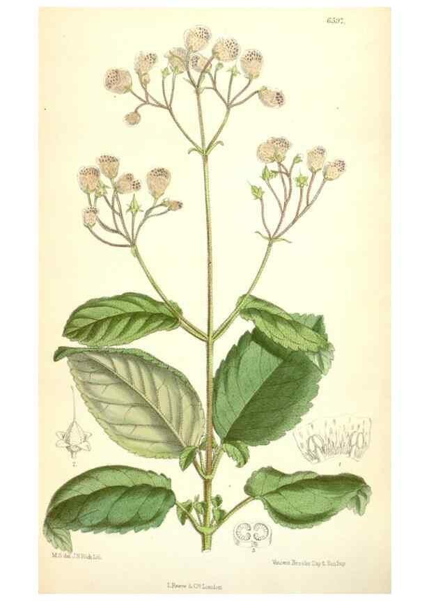Reproducción/Reproduction 35397440405: Curtis's botanical magazine.. London ; New York [etc.] :Academic Press [etc.]