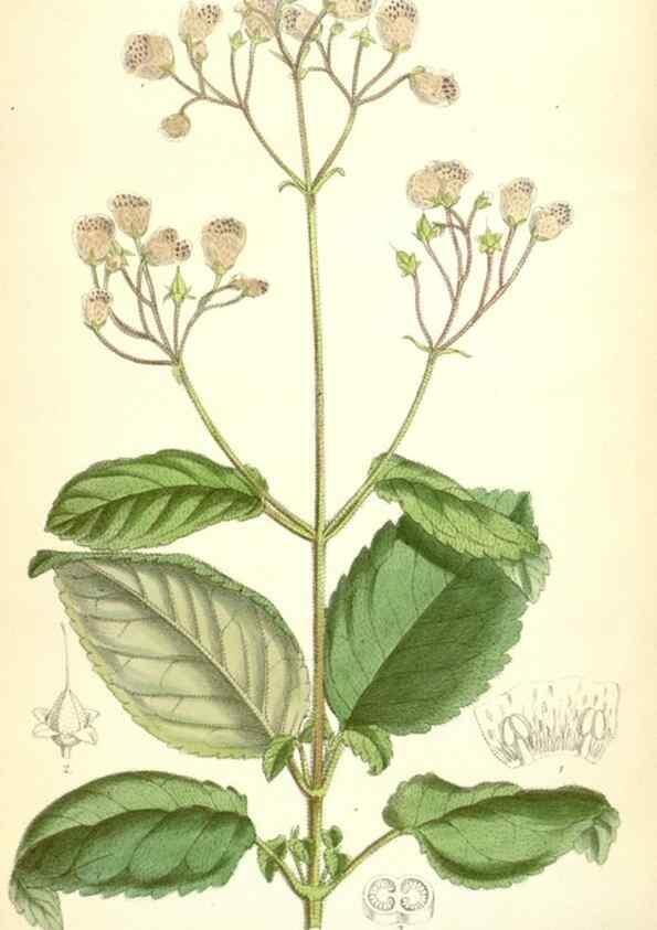 Reproducción/Reproduction 35397440405: Curtis's botanical magazine.. London ; New York [etc.] :Academic Press [etc.]