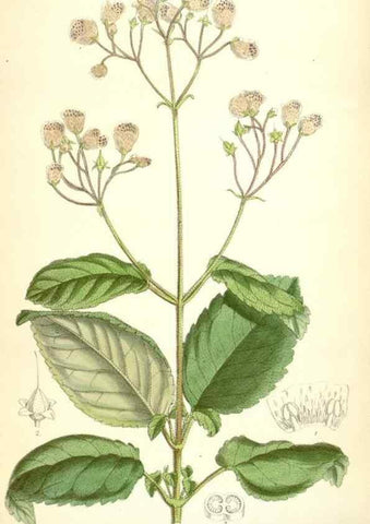 Reproducción/Reproduction 35397440405: Curtis's botanical magazine.. London ; New York [etc.] :Academic Press [etc.]