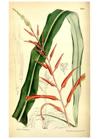 Reproducción/Reproduction 34588326863: Curtis's botanical magazine.. London ; New York [etc.] :Academic Press [etc.]
