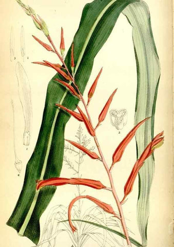 Reproducción/Reproduction 34588326863: Curtis's botanical magazine.. London ; New York [etc.] :Academic Press [etc.]
