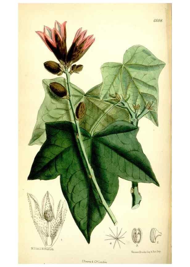Reproducción/Reproduction 35397601185: Curtis's botanical magazine.. London ; New York [etc.] :Academic Press [etc.]