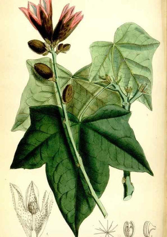 Reproducción/Reproduction 35397601185: Curtis's botanical magazine.. London ; New York [etc.] :Academic Press [etc.]