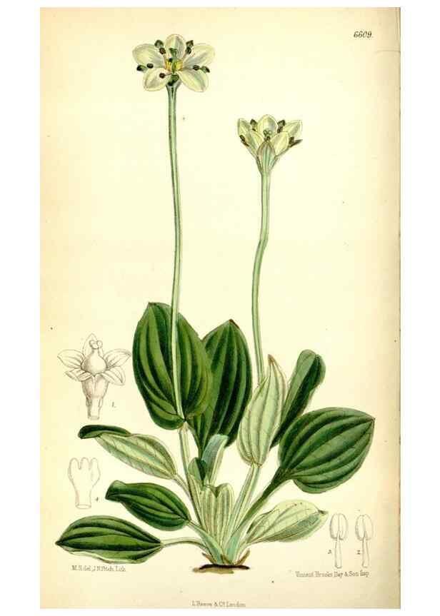 Reproducción/Reproduction 35397603205: Curtis's botanical magazine.. London ; New York [etc.] :Academic Press [etc.]