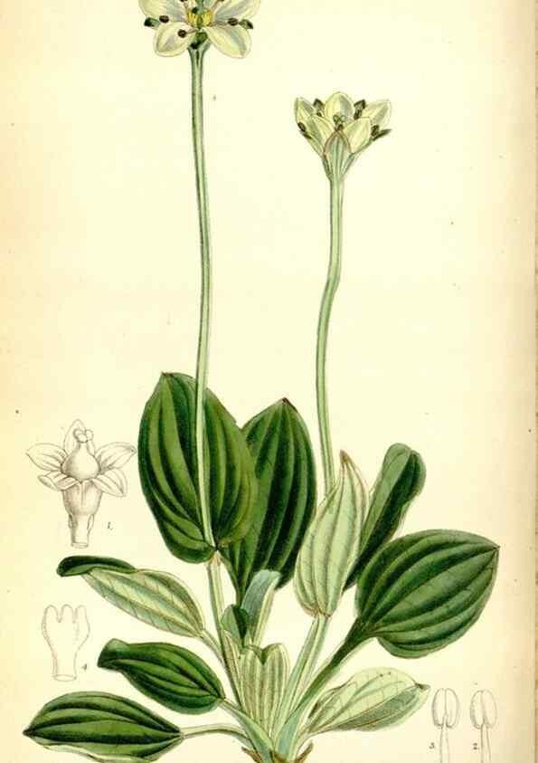 Reproducción/Reproduction 35397603205: Curtis's botanical magazine.. London ; New York [etc.] :Academic Press [etc.]