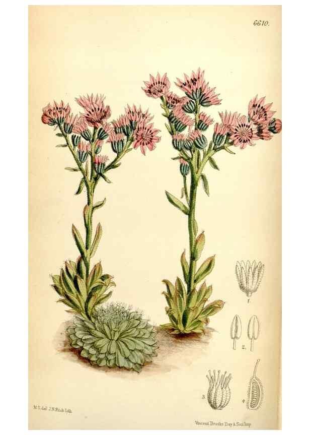 Reproducción/Reproduction 35397605255: Curtis's botanical magazine.. London ; New York [etc.] :Academic Press [etc.]