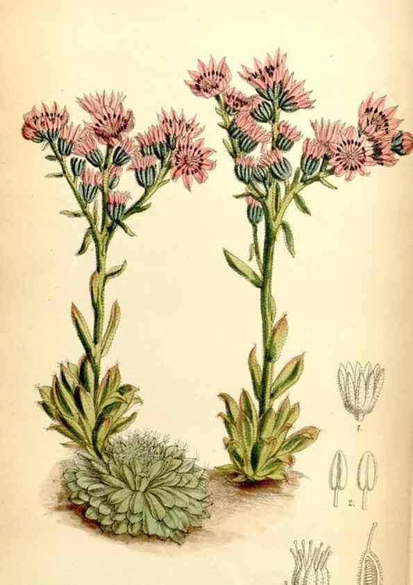 Reproducción/Reproduction 35397605255: Curtis's botanical magazine.. London ; New York [etc.] :Academic Press [etc.]