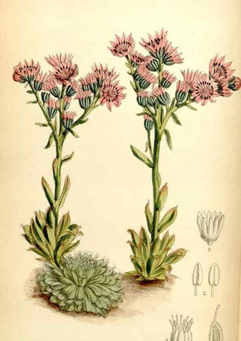 Reproducción/Reproduction 35397605255: Curtis's botanical magazine.. London ; New York [etc.] :Academic Press [etc.]