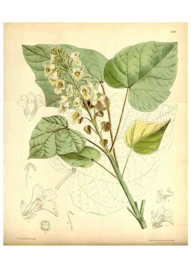 Reproducción/Reproduction 35397607175: Curtis's botanical magazine.. London ; New York [etc.] :Academic Press [etc.]