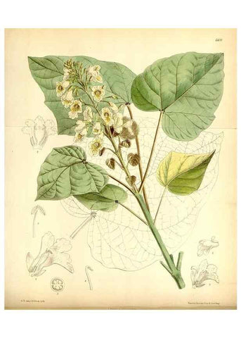 Reproducción/Reproduction 35397607175: Curtis's botanical magazine.. London ; New York [etc.] :Academic Press [etc.]