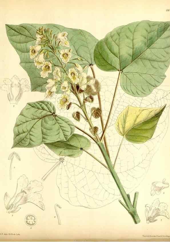 Reproducción/Reproduction 35397607175: Curtis's botanical magazine.. London ; New York [etc.] :Academic Press [etc.]