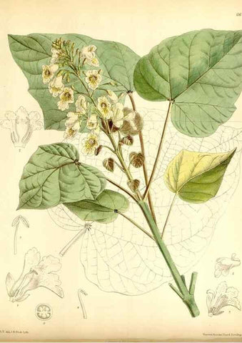 Reproducción/Reproduction 35397607175: Curtis's botanical magazine.. London ; New York [etc.] :Academic Press [etc.]