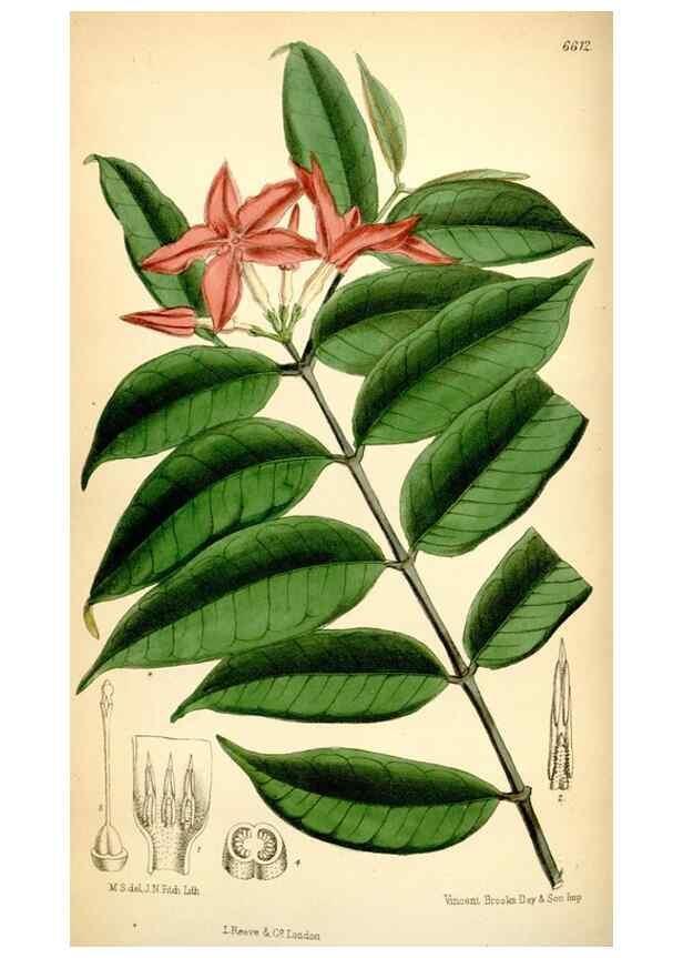 Reproducción/Reproduction 35397609775: Curtis's botanical magazine.. London ; New York [etc.] :Academic Press [etc.]