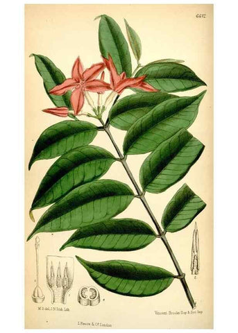 Reproducción/Reproduction 35397609775: Curtis's botanical magazine.. London ; New York [etc.] :Academic Press [etc.]