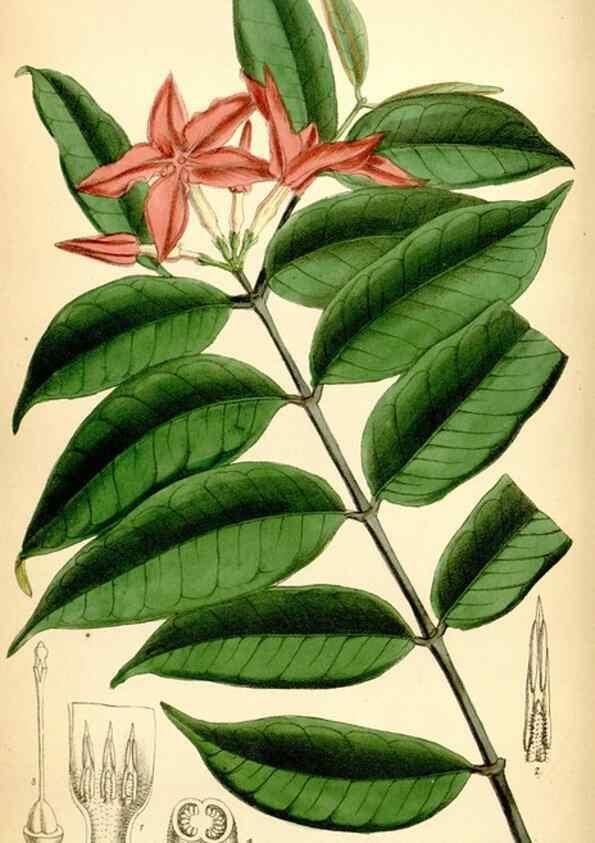 Reproducción/Reproduction 35397609775: Curtis's botanical magazine.. London ; New York [etc.] :Academic Press [etc.]