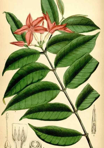 Reproducción/Reproduction 35397609775: Curtis's botanical magazine.. London ; New York [etc.] :Academic Press [etc.]