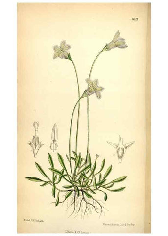 Reproducción/Reproduction 35397612495: Curtis's botanical magazine.. London ; New York [etc.] :Academic Press [etc.]