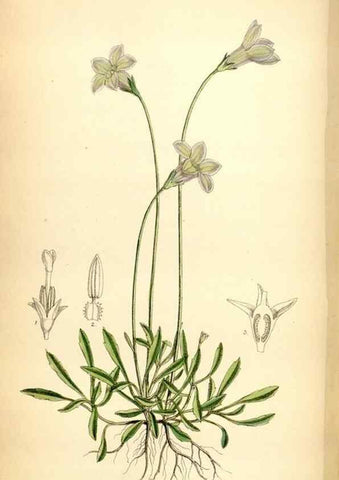 Reproducción/Reproduction 35397612495: Curtis's botanical magazine.. London ; New York [etc.] :Academic Press [etc.]
