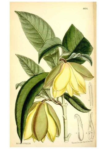 Reproducción/Reproduction 35397614895: Curtis's botanical magazine.. London ; New York [etc.] :Academic Press [etc.]
