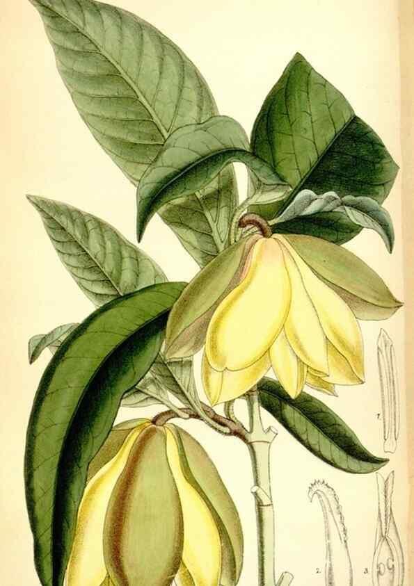 Reproducción/Reproduction 35397614895: Curtis's botanical magazine.. London ; New York [etc.] :Academic Press [etc.]
