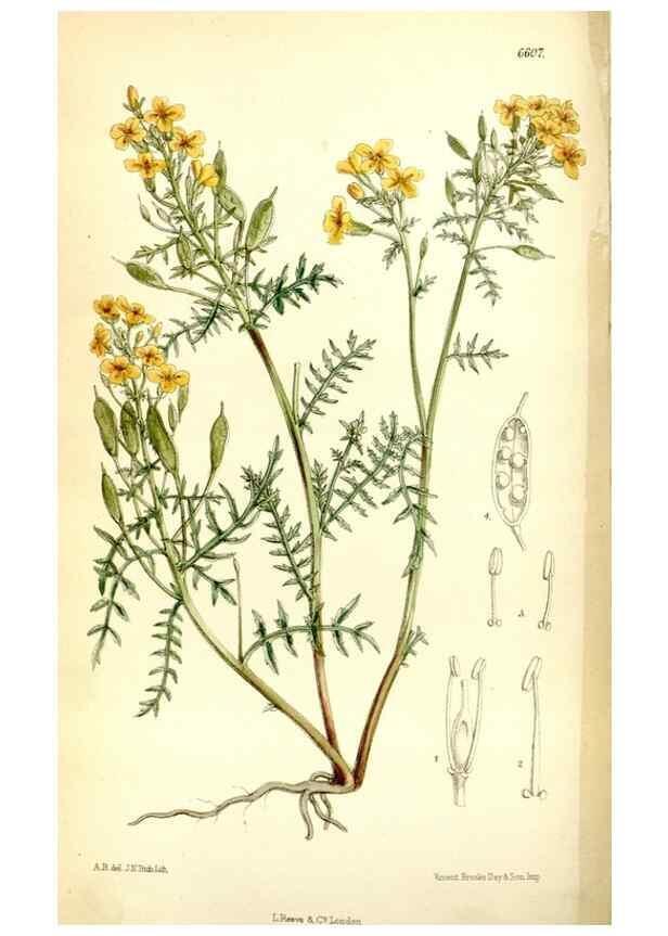 Reproducción/Reproduction 35397598705: Curtis's botanical magazine.. London ; New York [etc.] :Academic Press [etc.]
