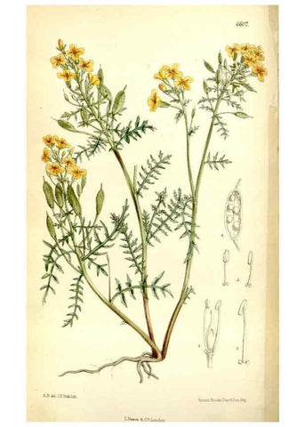 Reproducción/Reproduction 35397598705: Curtis's botanical magazine.. London ; New York [etc.] :Academic Press [etc.]