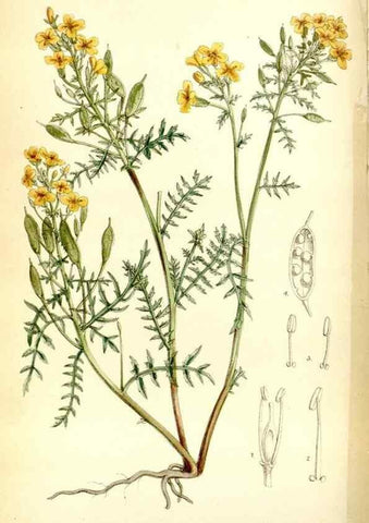 Reproducción/Reproduction 35397598705: Curtis's botanical magazine.. London ; New York [etc.] :Academic Press [etc.]