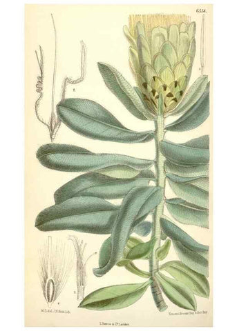 Reproducción/Reproduction 34588058973: Curtis's botanical magazine.. London ; New York [etc.] :Academic Press [etc.]