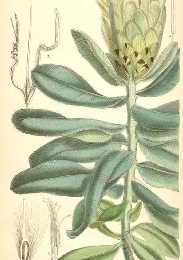 Reproducción/Reproduction 34588058973: Curtis's botanical magazine.. London ; New York [etc.] :Academic Press [etc.]