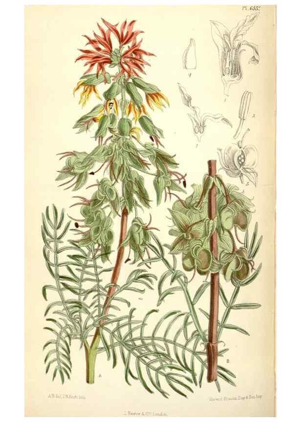 Reproducción/Reproduction 34588057603: Curtis's botanical magazine.. London ; New York [etc.] :Academic Press [etc.]