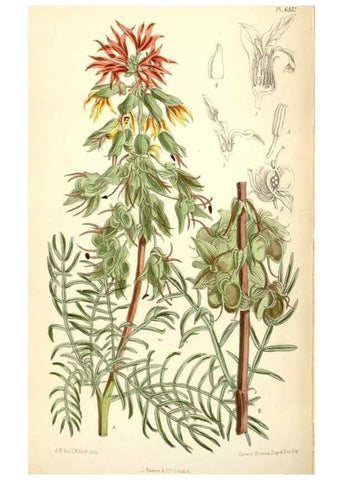 Reproducción/Reproduction 34588057603: Curtis's botanical magazine.. London ; New York [etc.] :Academic Press [etc.]