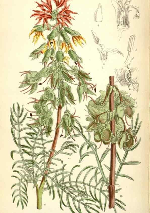 Reproducción/Reproduction 34588057603: Curtis's botanical magazine.. London ; New York [etc.] :Academic Press [etc.]