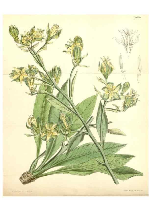 Reproducción/Reproduction 34588056073: Curtis's botanical magazine.. London ; New York [etc.] :Academic Press [etc.]