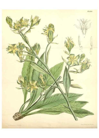 Reproducción/Reproduction 34588056073: Curtis's botanical magazine.. London ; New York [etc.] :Academic Press [etc.]