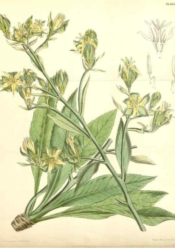 Reproducción/Reproduction 34588056073: Curtis's botanical magazine.. London ; New York [etc.] :Academic Press [etc.]