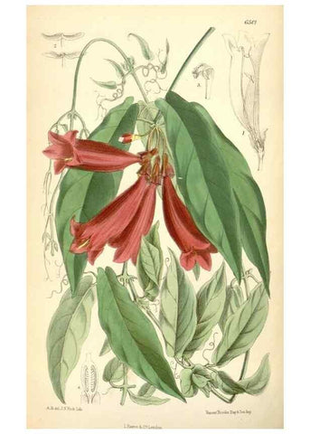 Reproducción/Reproduction 35267769161: Curtis's botanical magazine.. London ; New York [etc.] :Academic Press [etc.]
