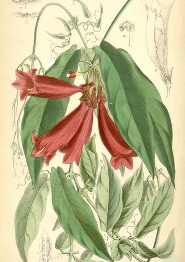 Reproducción/Reproduction 35267769161: Curtis's botanical magazine.. London ; New York [etc.] :Academic Press [etc.]