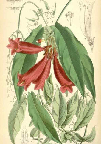 Reproducción/Reproduction 35267769161: Curtis's botanical magazine.. London ; New York [etc.] :Academic Press [etc.]