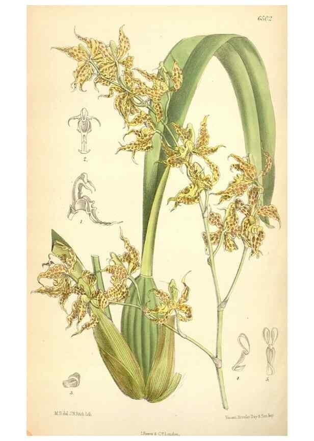 Reproducción/Reproduction 35010351190: Curtis's botanical magazine.. London ; New York [etc.] :Academic Press [etc.]
