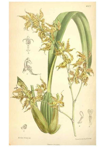 Reproducción/Reproduction 35010351190: Curtis's botanical magazine.. London ; New York [etc.] :Academic Press [etc.]