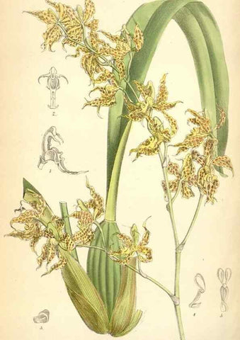 Reproducción/Reproduction 35010351190: Curtis's botanical magazine.. London ; New York [etc.] :Academic Press [etc.]