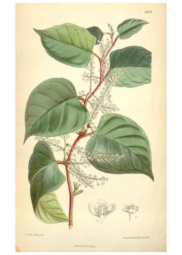 Reproducción/Reproduction 35010352700: Curtis's botanical magazine.. London ; New York [etc.] :Academic Press [etc.]