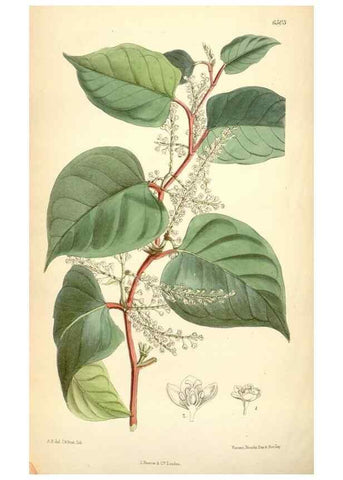 Reproducción/Reproduction 35010352700: Curtis's botanical magazine.. London ; New York [etc.] :Academic Press [etc.]