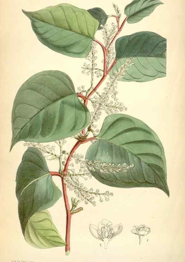 Reproducción/Reproduction 35010352700: Curtis's botanical magazine.. London ; New York [etc.] :Academic Press [etc.]
